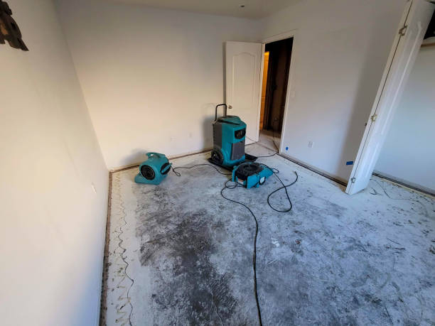 Best Basement water damage restoration  in Clio, MI